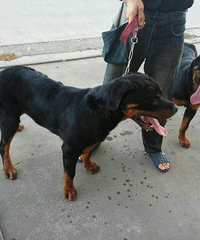 ��Ҫ���������ɵ���