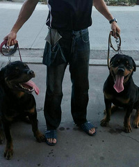 ��Ҫ���������ɵ���