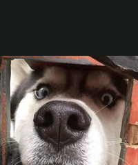 看不懂看不懂