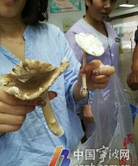 "宁波一女子游玩时采得野蘑菇 没想吃出了肾衰竭"