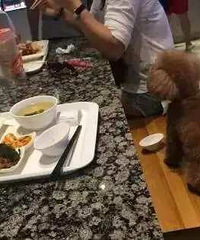 "大妈用餐厅盘子喂狗服务员看到未制止 邻桌"