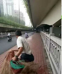 "高架现神秘捕鱼人 一网拉上10多斤鲤鱼浙"