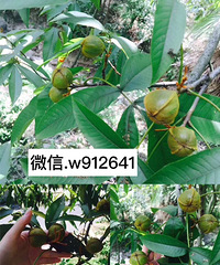 自家的山核桃
