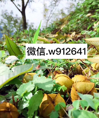 自家的山核桃