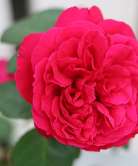 花花世界