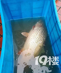 "中河高架惊现神秘捕鱼人!一网拉上来10多斤重大鲤鱼,路人看呆"