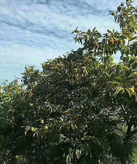 纯天然无添加野外高山当季滋补佳品,量大从优,现剥现发