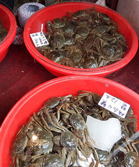 晚上吃大闸蟹啦,500一大脸盆