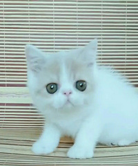 ����������󻨼ӷ�����