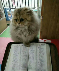 ��ɫ�۶��ߵ�����