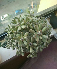 �Ƶ������ɹ����