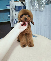 ��豭�ܵ� �����Ѷ�