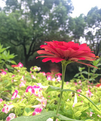 恋花的季节送给花一样的美女们