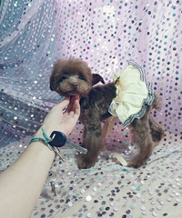 ��Ʒ�豭����  ����ɫ�ɶ��豭�ܵ�