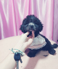 ��Ʒ��̩���ؼ�1500