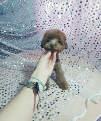 �豭һ�ַ��� ���������