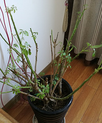 关于虎皮兰与发财树的一些问题