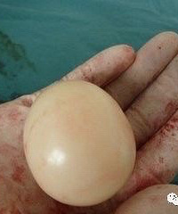 ŮӤ����һ�顰�񡱳�����