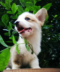 ˧������ͨս����