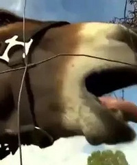 "笑岔气!200多万的豪车被驴当成胡萝卜啃"