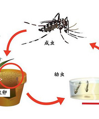 "省疾控10月健康关键词:防流感、蚊蜱、手足口病"