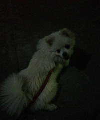 ��һֻ����Ȯ˭Ҫ��Ǯ��Ǯ������ν