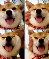 好想捏捏柴犬的脸