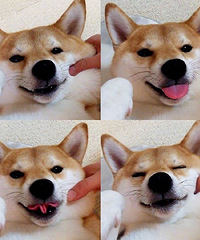 好想捏捏柴犬的脸