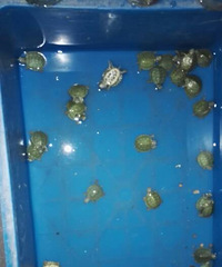 ��ƮƮ���˸�����С�ڹ�