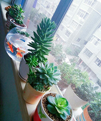 Ư���������ǣ�