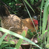 花盆里下蛋
