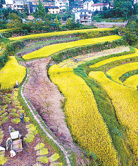 杭州正式入秋 美丽山村呈现金色画卷