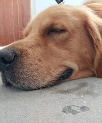 Ѱ������