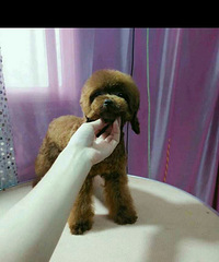 ��豭̩�� �����Ѷ�