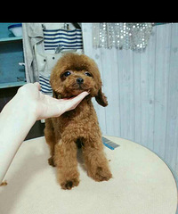 ��豭̩�� �����Ѷ�