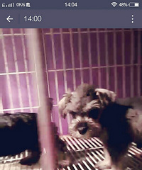 һ��ѩ���𱦱�800