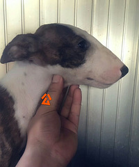 �ɰ���С�������������