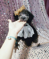 ��̩�ϱ���998����� ������