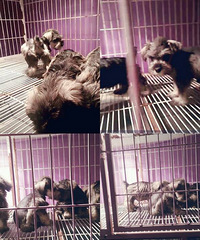 һ��ѩ���𱦱�800 �����������ſ�