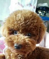 3��̩������������