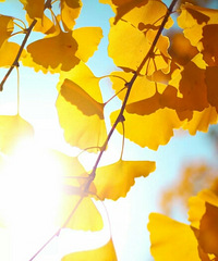 ��Ҷ����