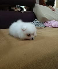 3����С�岩���ܵ�Ѱ��ʺ��