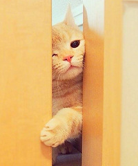 门后突然伸出一颗橘猫头,太可爱了....