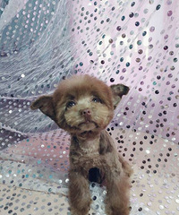 �ɶ��豭̩�ϵܵ� ���ݱ������Ʋ豭Ȯ��߶˲豭����