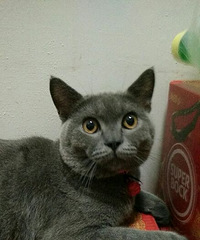 ����Ӣ����ë��è