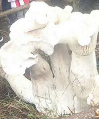 半人高的蘑菇头一次见