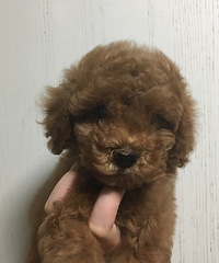 ���Ҽҵ�С̩�ϱ����Ҽҳ���