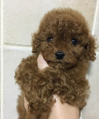 ���Ҽҵ�С̩�ϱ����Ҽҳ���