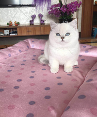 ���ۼ�������2��һĸ