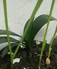 �����žͺ�